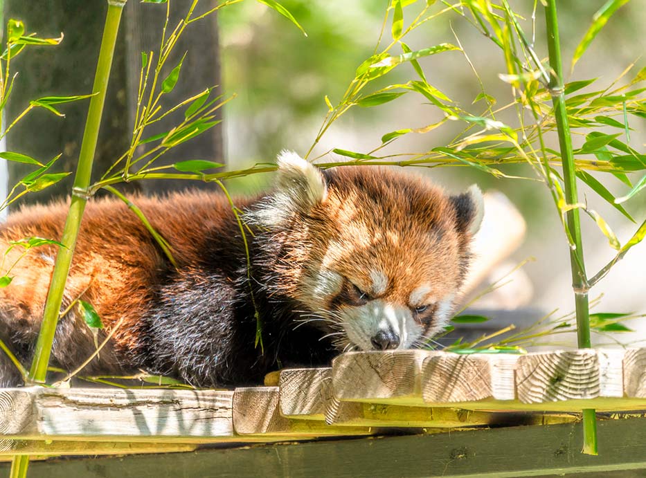 Calgary Zoo